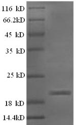 Sheep IFNG protein