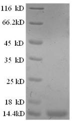 Sheep IL8 protein