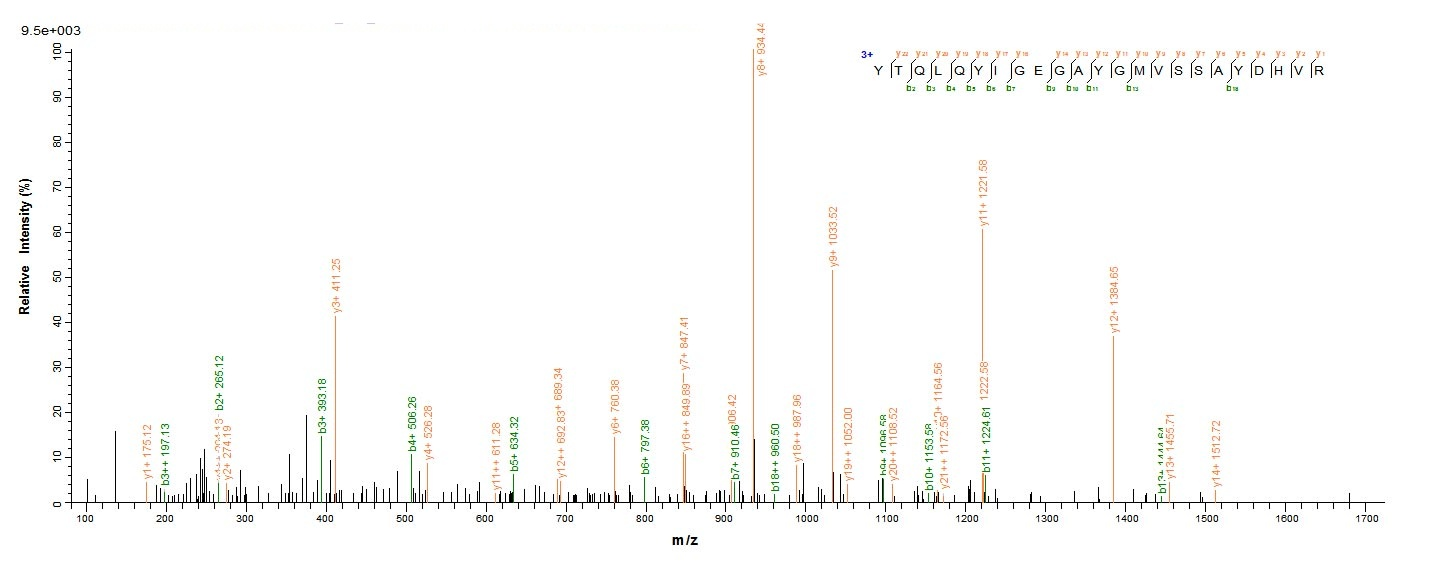 Human MAPK3 protein