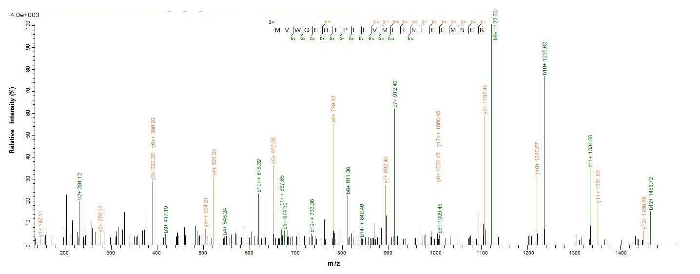 Human PTPN5 protein
