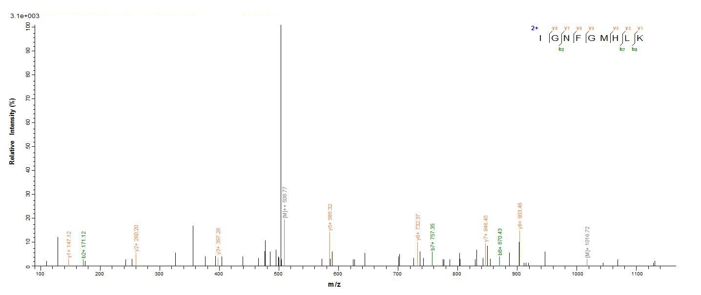 Human TRAF6 protein