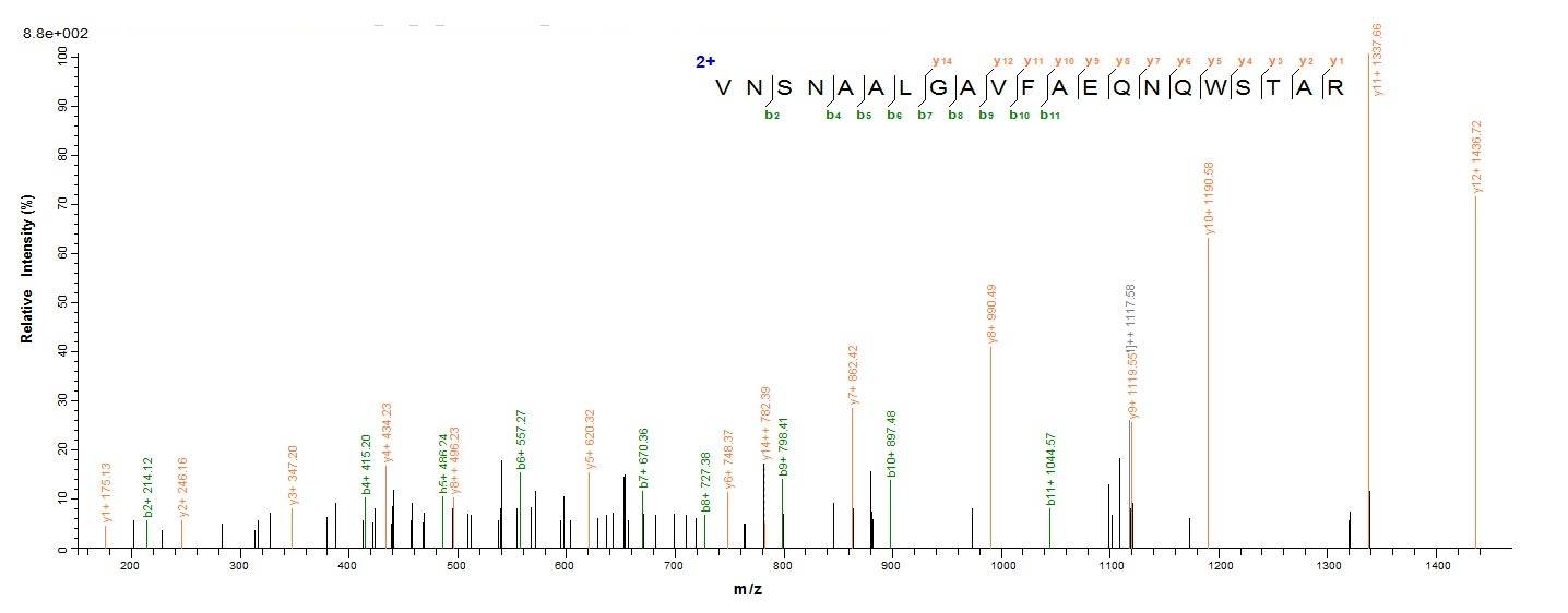 E.coli NS5 protein
