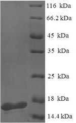 E.coli lecA protein