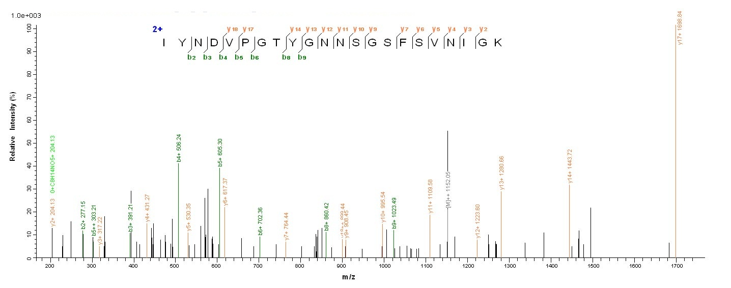E.coli lecA protein