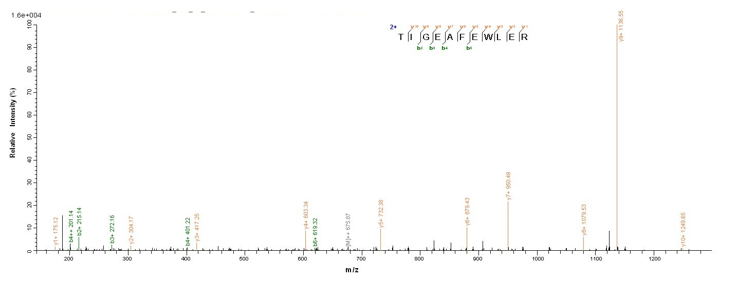 Human vpx protein