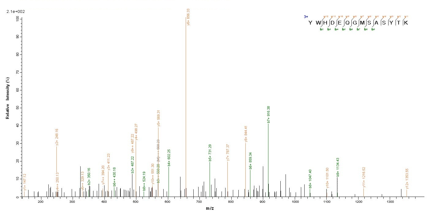 Human vpx protein