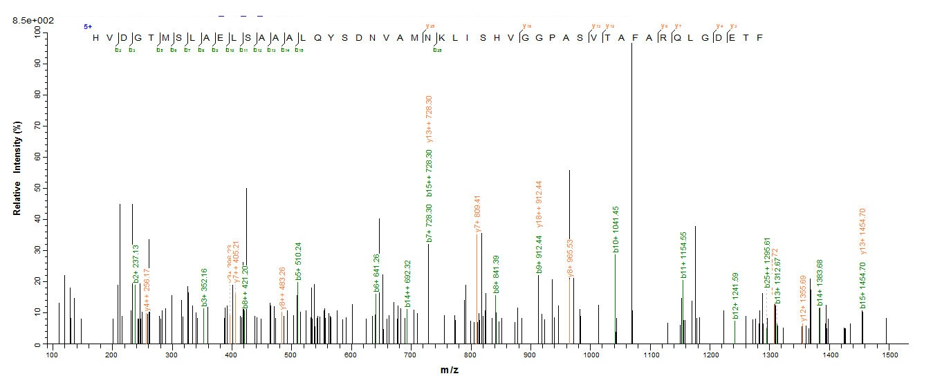 E. coli bla protein