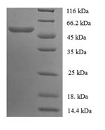 Mouse Ces1c protein