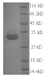 E.coli eta protein
