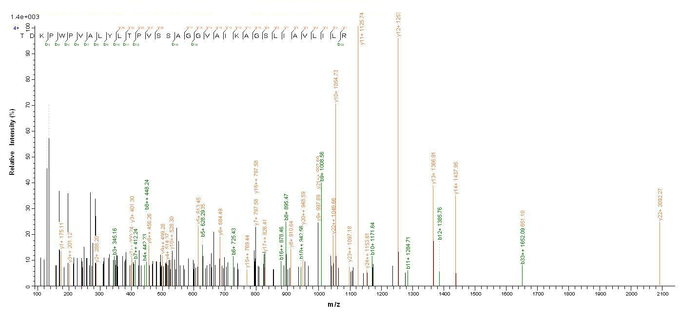 E. coli fimH protein