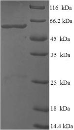 E.coli thiO protein