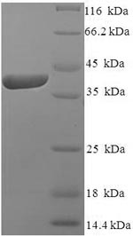 Human IZUMO4 protein