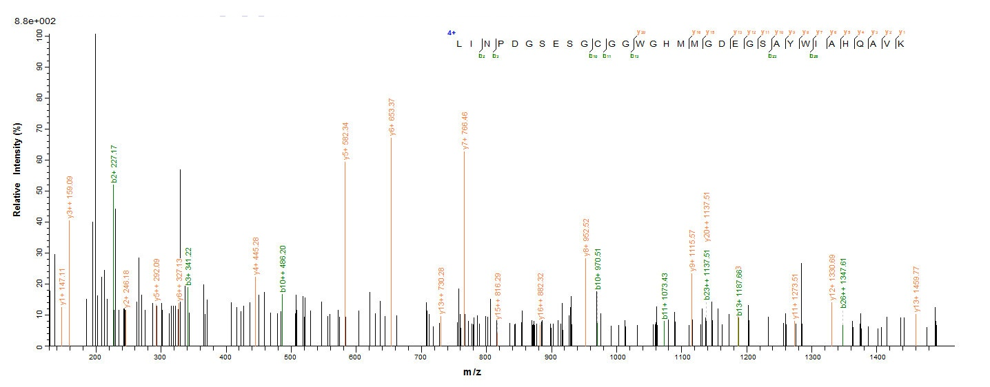 Human NAGK protein