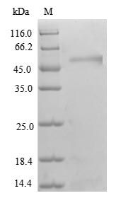 Human TADA3L protein