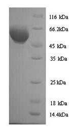 Mouse Atp5b protein