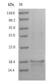 Human CD70 protein