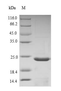 Yeast COL12A1 protein