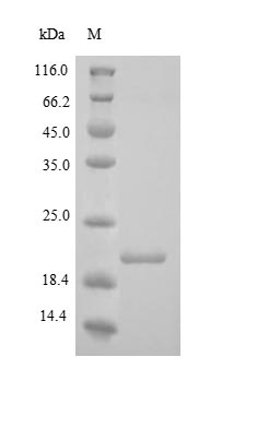 Human COL18A1 protein