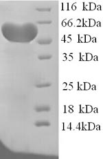Rat Hpx protein