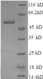 Human ICA1 protein