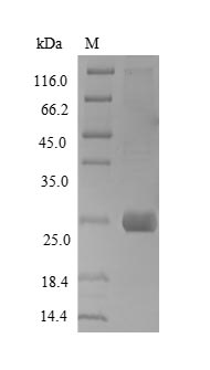 Rat Syndecan 1 protein