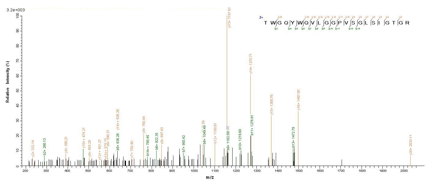 Human PMEL protein