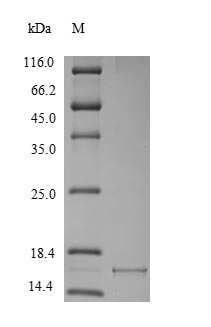 Yeast SNCA protein