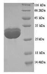 Yeast SPT15 protein