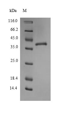 Mouse Thbs1 protein