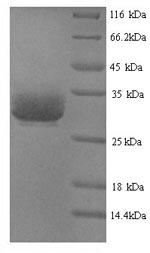 Yeast SVTLE protein