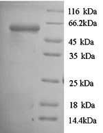 Yeast rgpA protein