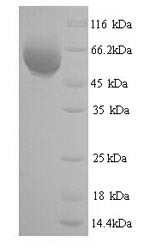 Yeast BBE1 protein