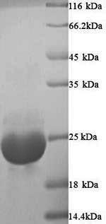 Yeast OV16 protein