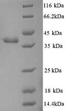 Yeast tsr protein