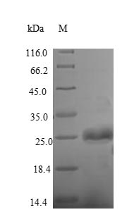 Yeast cry1Ac protein