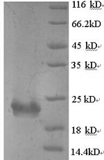 Yeast fim2 protein
