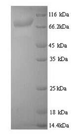 Yeast cry3Aa protein