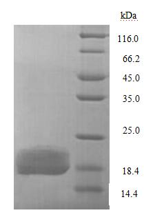 Yeast lptA protein