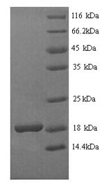 Yeast cry1Ab protein
