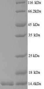 Yeast mtb12 protein