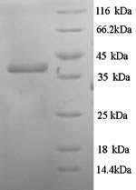 E. coli hph protein