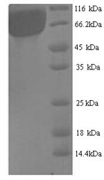 Yeast aglB protein
