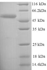 Yeast dsdA protein