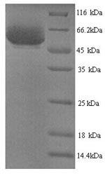 Yeast ipaH9.8 protein