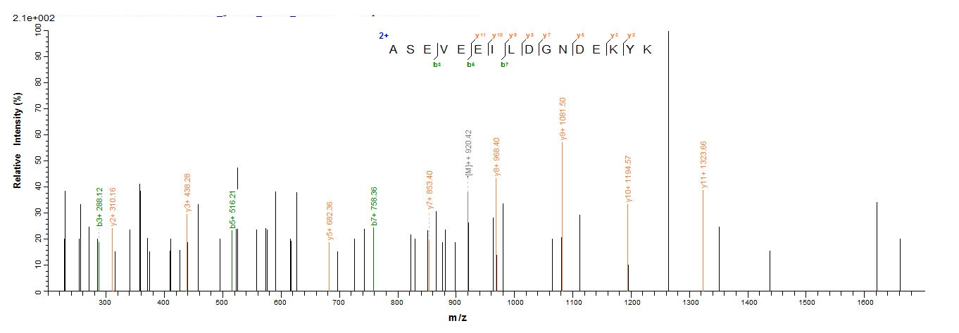 Human SMARCB1 protein