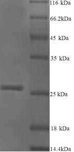 Yeast Arachin Ahy-3 protein