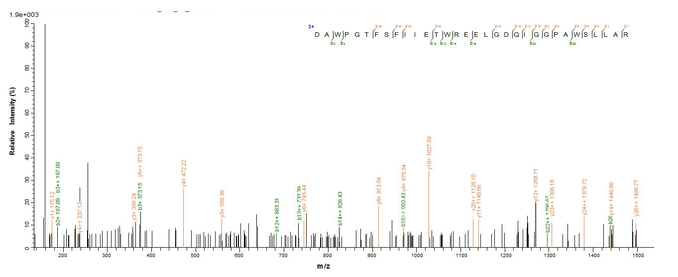 Human DLL3 protein