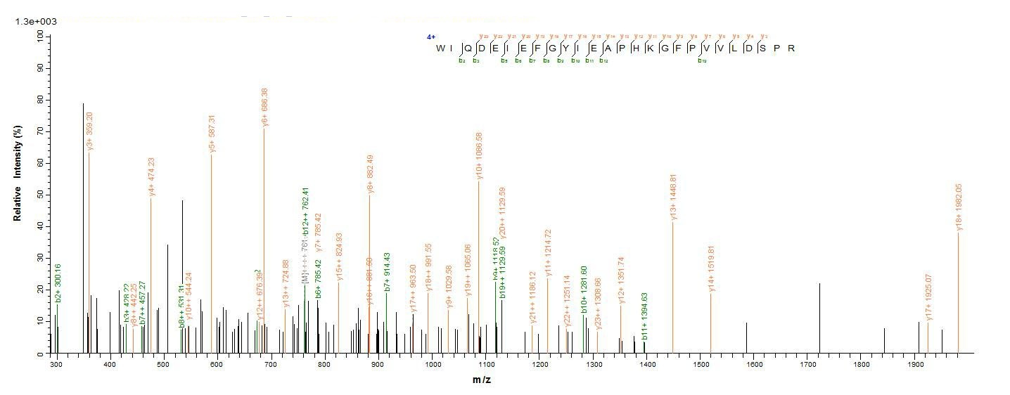 Yeast PADI2 protein