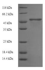 E.coli Pectate lyase 1 protein