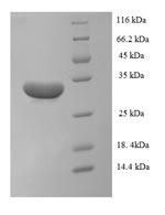 E.coli IL1 alpha protein